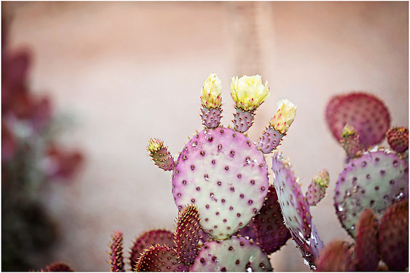 Riparian Preserve Engagement