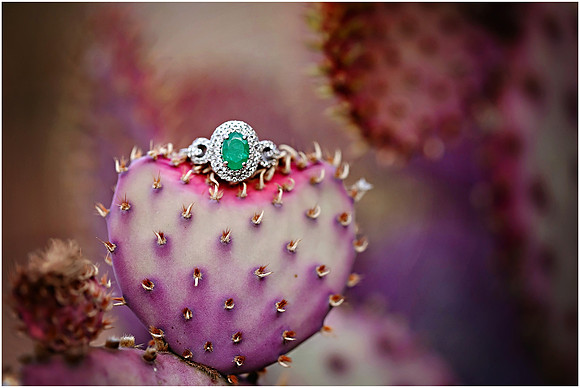 Riparian Preserve Engagement