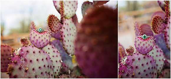 Riparian Preserve Engagement