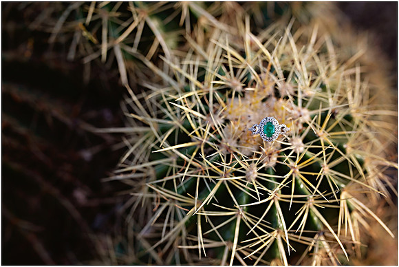 Riparian Preserve Engagement